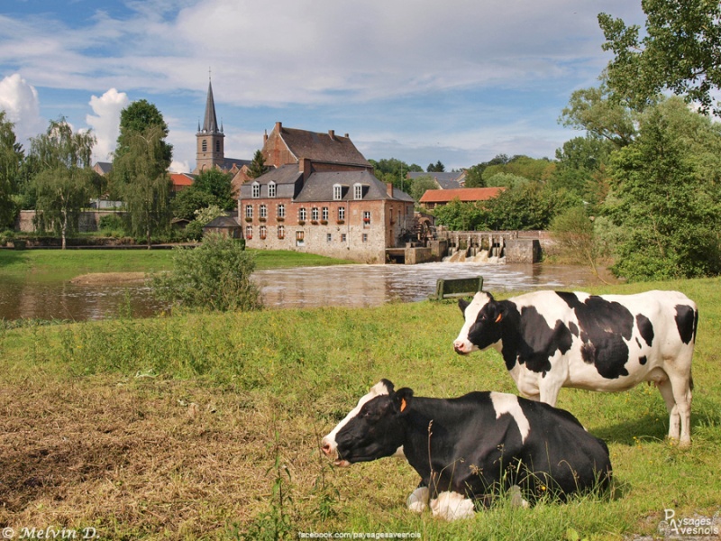 Vaches près du moulin